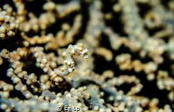 Hippocampus bargibanti (pygmy seahorse) and its home. (f/... by E&e Lp 